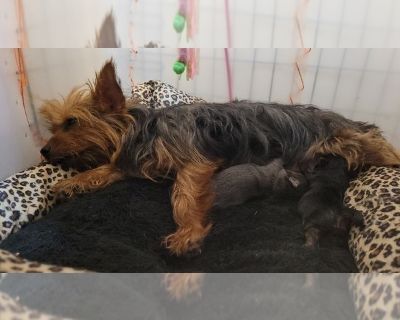 Litter of 2 - Yorkshire Terrier Female Puppy for Sale