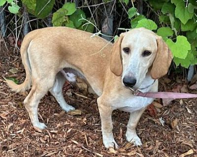 BENNY - Basset Hound/Beagle Mix Male Dog for Adoption