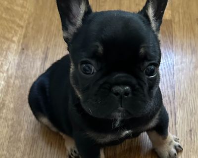 1 Male French Bulldog Puppy for Sale