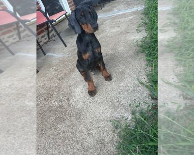 Litter of 4 - Doberman Pinscher Male Puppy for Sale