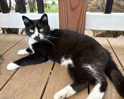 Sweet Pea currently lives life as a stray but was made to be a pampered princess. Her name is no coincidence: she s affectionate, calm, and sweet. But don t be fooled. She can be bossy when she wants to be and rules the other outside cats with a flick of her tail. That doesn t mean she s aggressive she gets along with other cats fine, just keep it respectful. She s been inside for several days ...