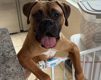 Tank - Boxer/Cane Corso Mix Male Dog for Adoption