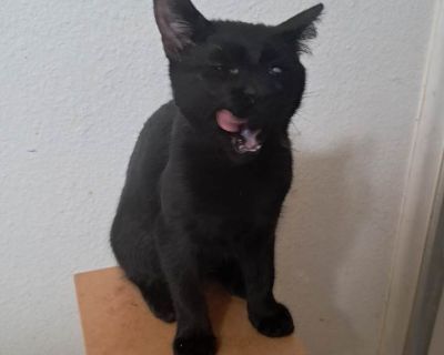 Kelly - Domestic Shorthair Female Kitten for Adoption