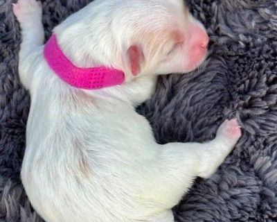 3 Male and 1 Female Coton de Tulear Puppies for Sale