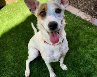 Lena - Australian Cattle Dog/Jack Russell Terrier Mix Female Dog for Adoption