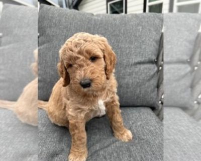 Daisy - Female Goldendoodle Puppy for Sale