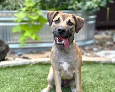 Jelly - German Shepherd Dog/Shepherd (Unknown Type) Mix Female Dog for Adoption