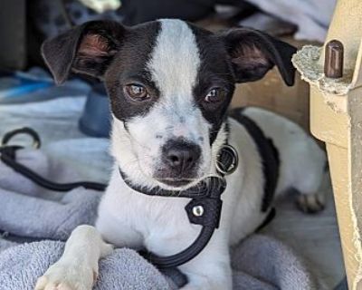 Vinney - Chihuahua/Jack Russell Terrier Mix Male Puppy for Adoption