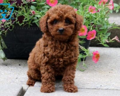 Molly - Female Toy Poodle Puppy for Sale