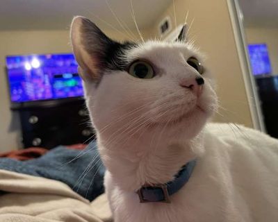 Luna - American Shorthair Female Cat for Adoption