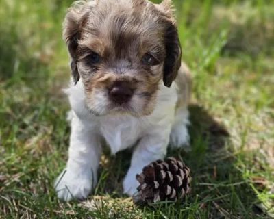 Lexus - Female Cocker Spaniel Puppy for Sale