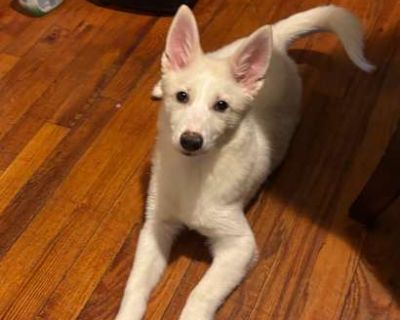 Coco Raspado - Husky/Shepherd (Unknown Type) Mix Male Puppy for Adoption