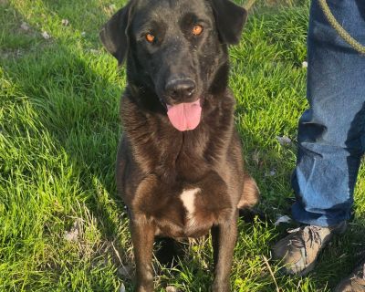 Marshmallow - Labrador Retriever Female Dog for Adoption