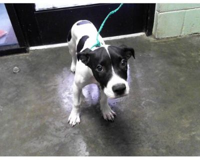 SPOT - Boxer Male Puppy for Adoption