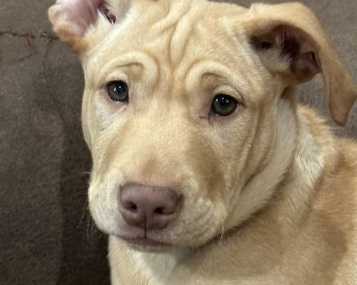 Meet MATEO! He is a 4 month-old (DOB 07/31/2025), 19#, 11.5 OZ Yellow Labrador Retriever mixed boy who is a smart, healthy, and happy puppy! ***PUPPY EXPERIENCE PREFERRED/ MANDATORY NEUTER WILL BE OLD ENOUGH 07/31/2026 - PROOF OF NEUTER REQUIRED / SECURE FENCED YARD IS REQUIRED TO KEEP HIM HAPPY AND HEALTHY*** Mateo is an amazing and smart boy who is enjoying Pack Ethic Life in Foster care. Her...