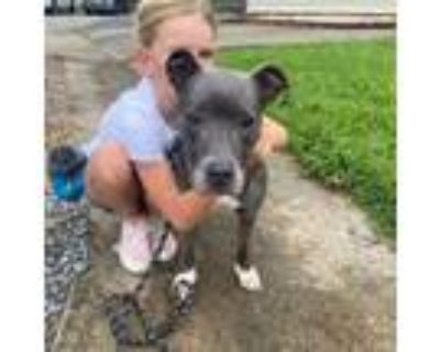 Adopt Bella a Pit Bull Terrier, American Staffordshire Terrier