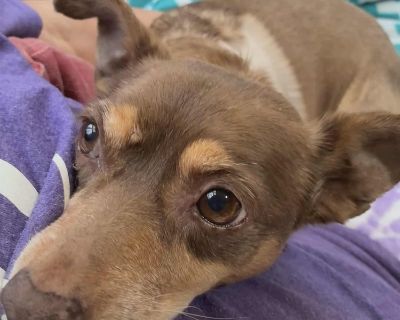 Meet Penny a sweet, 6-year-old brown and tan Chihuahua with a huge heart and three adorable legs. This brave little tripod doesn't let her missing limb slow her down one bit. She's full of love, spirit, and a whole lot of charm. Penny is current on DHPP, Rabies, microchip, and deworming, and she's all ready to find her forever person. Adoption fee: $200. She's the perfect lap dog for a senior o...
