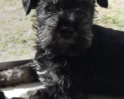 Mini schnauzers pups