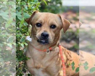 *PINTO - Male Cheagle Young for Adoption