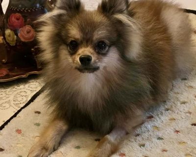 Cody - Pomeranian Male Puppy for Adoption