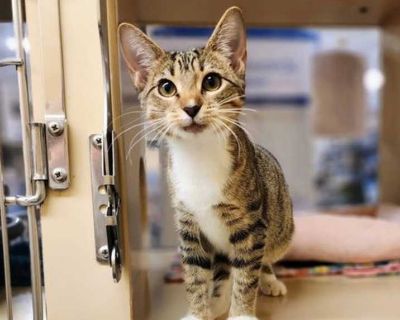 Beso - Domestic Shorthair Female Kitten for Adoption