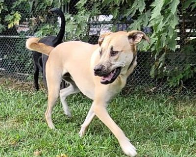 Ponyboy - Mastiff/Labrador Retriever Mix Male Dog for Adoption