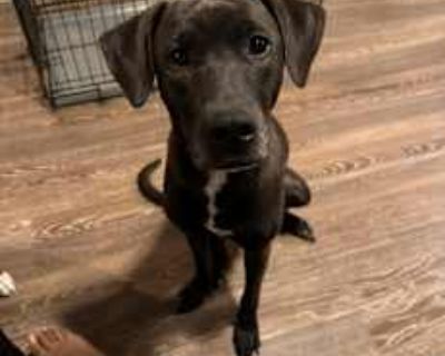 Gigi - Labrador Retriever/Black Mouth Cur Mix Female Dog for Adoption