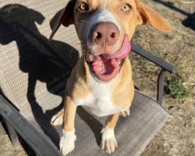 Hunter - Border Collie & Hound Mix Male Puppy for Adoption