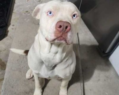 Frank - American Pit Bull Terrier/American Bulldog Mix Male Dog for Adoption