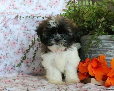 Kerrie - 9 Weeks Female Shih Tzu Puppy for Sale