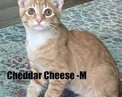 Cheddar Cheese Kitten - Domestic Shorthair Male Cat for Adoption