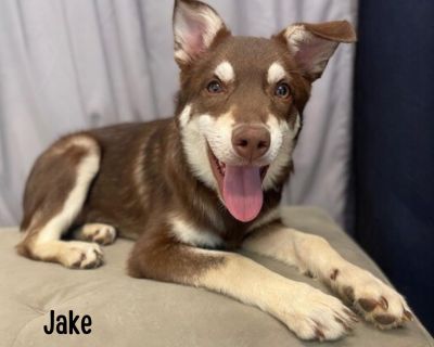 Jake is a 5-month-old Husky mix weighing 22 pounds, and he s ready to snuggle his way into your heart and home! This laid-back pup loves cuddles and being in your lap. Jake does have a genetic condition that affects his right eye he can only see light and dark in that eye, but his left eye has normal vision. This condition doesn t slow him down, but it will need regular monitoring every six mon...