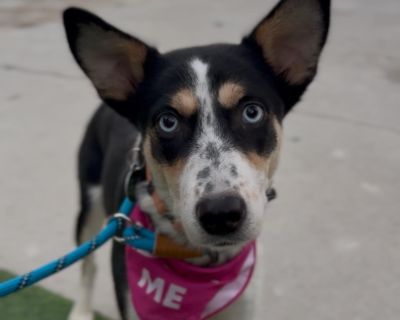 Australian Cattle dog x Blue Heeler mix Estimated birthdate 1/18/25 28 lbs Piper is a sweet, quiet little girl. Her story will break your heart, and her love can mend it. Piper was rescued from the county shelter, where she was scheduled to be euthanized. She ended up at the county shelter with her brother Gabe after a lifetime of abuse. When Piper came to the rescue, she was so scared she woul...