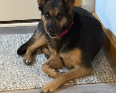 GSD LOVERS meet Junie. Junie is an incrediblely sweet 6 year-old German Shepherd mix. She's house and crate trained. She would do great with an active person / family but would also do well with someone who just wants to play in the house. She loves chasing her ball around! She enjoys walks and meeting people. Junie is dog and kid friendly. She weighs aprox 55 lbs.. House-trained Yes Health Vac...