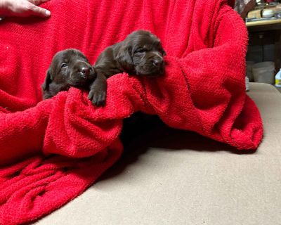 2 Male and 2 Female Labrador Retriever Puppies for Sale