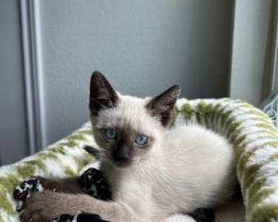 Lucy - Siamese Female Cat for Adoption