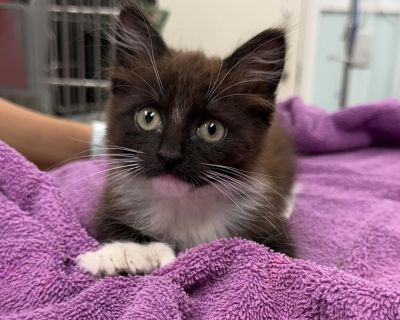 LOOK AT THIS POLYDACTYL CUTIE PIE! This is Soots, a male, polydactyl, short haired 8 weeks old kitten. He was turned over to rescue because he had swimmers syndrome and was unable to walk. He has been in medical foster care and can now walk and run and play. Soots vet work will be done within the next week and he will be ready for adoption. Please call Robin at 352 339 3352 if you would like to...