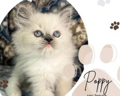 Poppy - Ragdoll Female Kitten For Sale