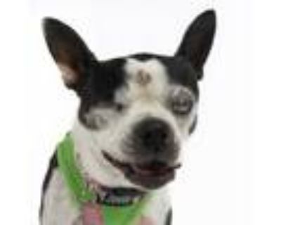 Adopt Peppermint 10728 a Boston Terrier