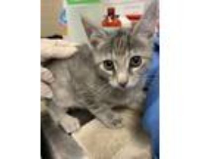 Adopt Fly a Domestic Short Hair