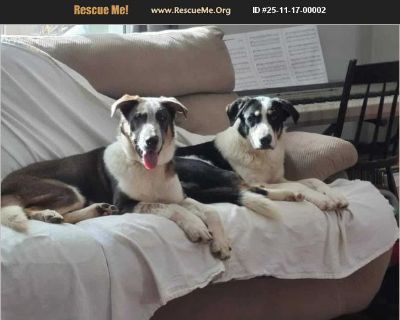 Smokey and his brother Bandit go together! About 2 years old. Rescued from a high k!ll shelter they are currently with a foster family with lots of kids, and are doing great, but need to move soon! They are friendly, loving and will come to you fully vetted! Please get in touch if you can save them! 646 229 6416 They are currently in Virginia but can be transported to other states.