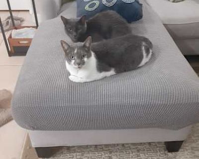 We found a gray-and-white female cat in our backyard in October 2014. She had a strong personality and could be a bit of a handful at times, but she was still part of our lives for years and made her presence known every single day.. Good with kids Not good with dogs Not good with cats Purebred Shots current Spayed / Neutered Housetrained. Breed American Shorthair Color White (Mostly) Age Senio...