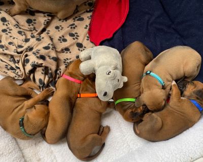 3 Male and 7 Female Rhodesian Ridgeback Puppies for Sale