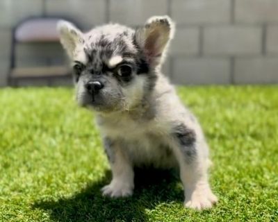 RAMBO - French Bulldog Male Puppy for Sale