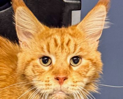 A dashingly handsome guy, Hobbs has a big heart and an even bigger personality! He's as sweet as they come and just loves being the center of all attention. He has a love for sharing headbutts with you, and will follow you around to share them! When he's not soaking up all the attention he can get, Hobbs has a heart for exploration! He prefers having access to both indoors and outdoors, so he c...