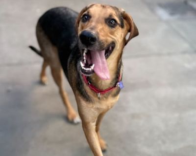 Jack - German Shepherd Dog/Mixed Breed (Large) Mix Male Dog for Adoption