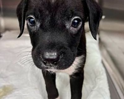 Putter - Labrador Retriever/American Pit Bull Terrier Mix Male Puppy for Adoption