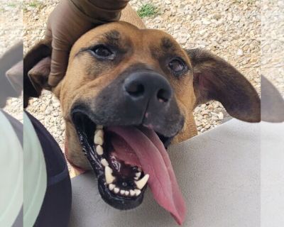 Red - Black Mouth Cur Mix Male Puppy for Adoption