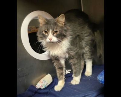 Meatloaf - Domestic Medium Hair & Domestic Short Hair Mix Male Cat for Adoption