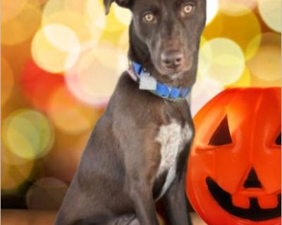 Storm is a pretty chocolate lab mix who gets along with kids other dogs. She is one year old and 34 pounds. She'd be an awesome family pet and would love to go on long walks and maybe even hikes. She can't wait to meet her family .She gets along great with kids and other dogs too. Please fill out an application at www.animalsanctuarysociety.org
